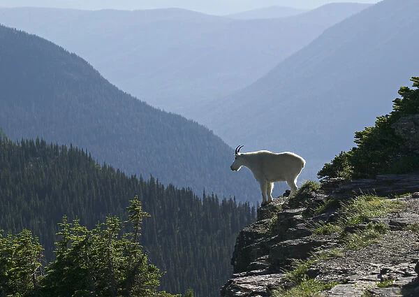 A Mountain Goat surveys his domain from a high clift in Glacier National Park