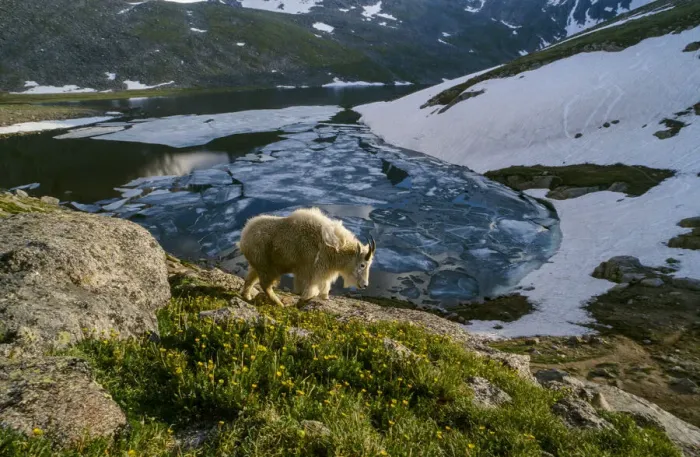 Framed Print : Mountain goat walks near shore of partially frozen Summit Lake, Mount Evans, near Denver Framed Print : Mountain goat walks near shore of partially frozen Summit Lake, Mount Evans, near Denver