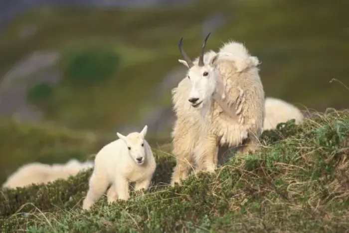 Framed Print : mountain goats