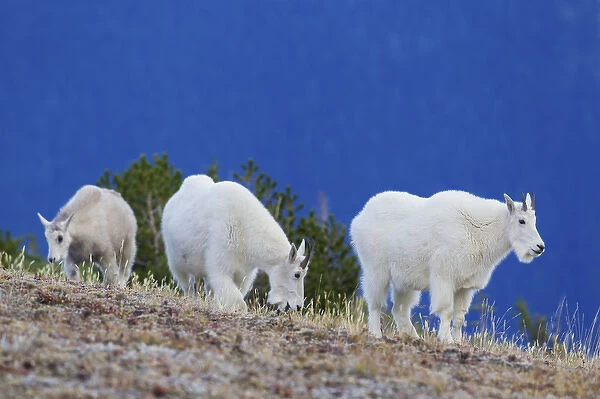Mountain Goats foraging on alpine tundra