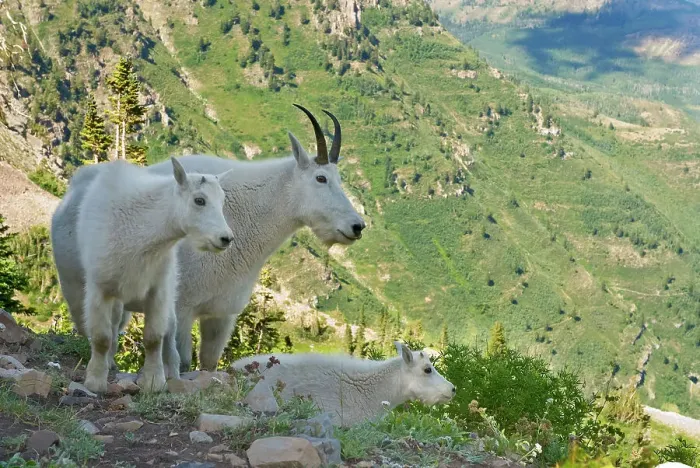 Framed Print : Mountain Goats and kid on a Mount Timpanogas Wilderness overlook, Oreamnos Americanus Framed Print : Mountain Goats and kid on a Mount Timpanogas Wilderness overlook, Oreamnos Americanus
