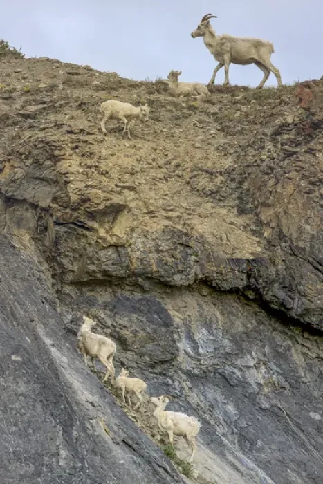 Framed Print : Mountain Goats. Along Kongakut River. Arctic National Wildlife Refuge. Alaska Framed Print : Mountain Goats. Along Kongakut River. Arctic National Wildlife Refuge. Alaska
