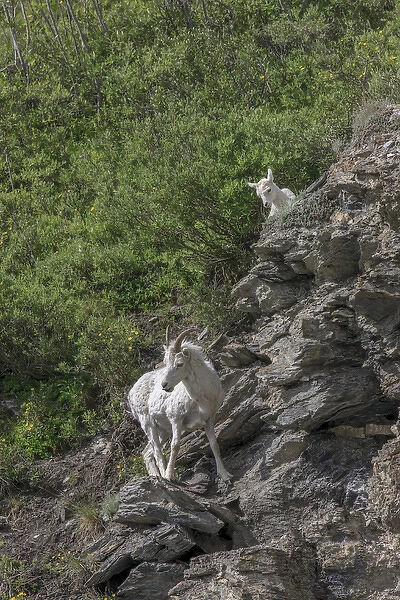 Mountain Goats. Along Kongakut River. Arctic National Wildlife Refuge. Alaska