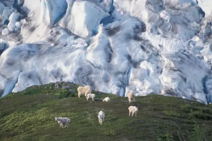 Framed Print : mountain goats, Oreamnos americanus, overlooking Exit Glacier, Kenai Fjords National Park
