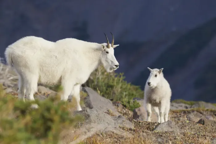 Framed Print : Mountain Goats;Nanny & Kid Framed Print : Mountain Goats;Nanny & Kid