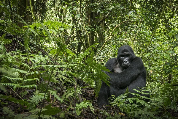 Mountain gorilla (Gorilla beringei beringei). Bwindi Impenetrable Forest. Uganda