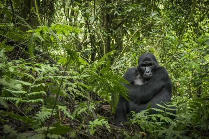 Framed Print : Mountain gorilla (Gorilla beringei beringei). Bwindi Impenetrable Forest. Uganda Framed Print : Mountain gorilla (Gorilla beringei beringei). Bwindi Impenetrable Forest. Uganda
