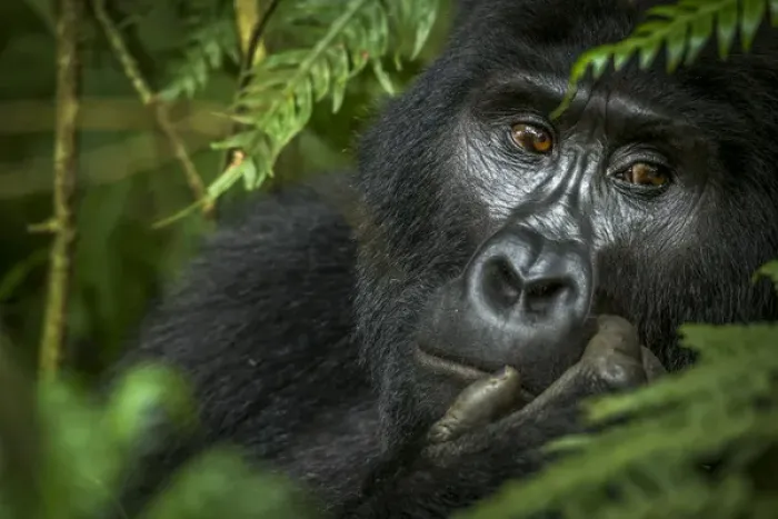 Framed Print : Mountain gorilla (Gorilla beringei beringei). Bwindi Impenetrable Forest. Uganda Framed Print : Mountain gorilla (Gorilla beringei beringei). Bwindi Impenetrable Forest. Uganda