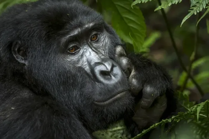 Framed Print : Mountain gorilla (Gorilla beringei beringei). Bwindi Impenetrable Forest. Uganda
