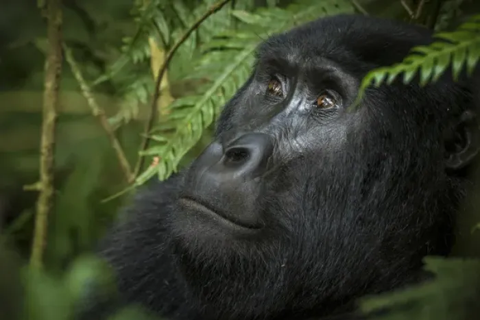 Framed Print : Mountain gorilla (Gorilla beringei beringei). Bwindi Impenetrable Forest. Uganda