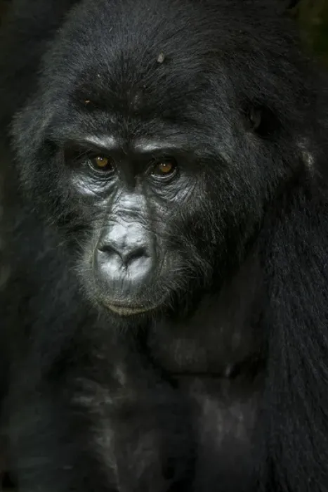 Framed Print : Mountain gorilla (Gorilla beringei beringei). Bwindi Impenetrable Forest. Uganda