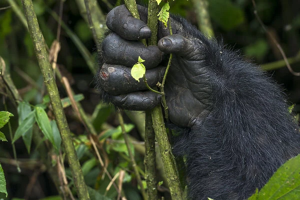 Mountain gorilla (Gorilla beringei beringei). detail of Hands. Bwindi Impenetrable Forest