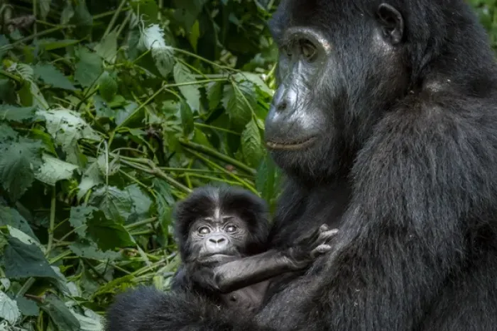 Framed Print : Mountain gorilla (Gorilla beringei beringei). Bwindi Impenetrable Forest. Uganda