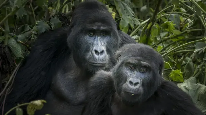 Framed Print : Mountain gorilla (Gorilla beringei beringei). Bwindi Impenetrable Forest. Uganda