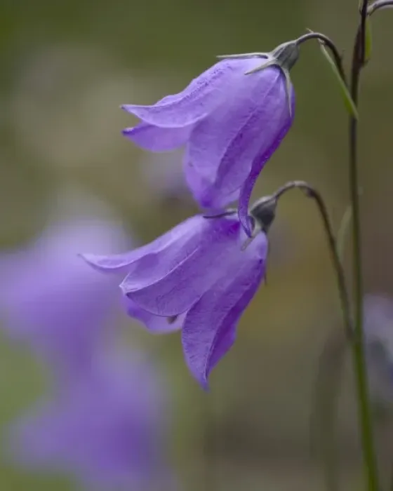 Framed Print : Mountain Harebell, Campanula Rotundifolia. A pair of blue Harebells