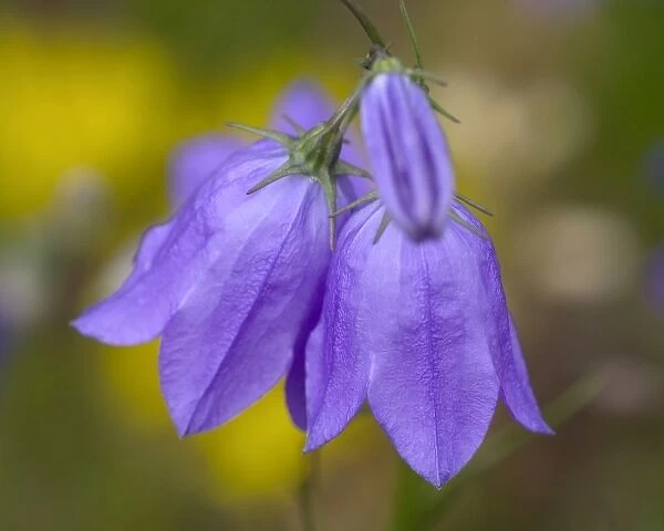 Mountain Harebell, Campanula Rotundifolia. A pair of blue Harebells with yellow background