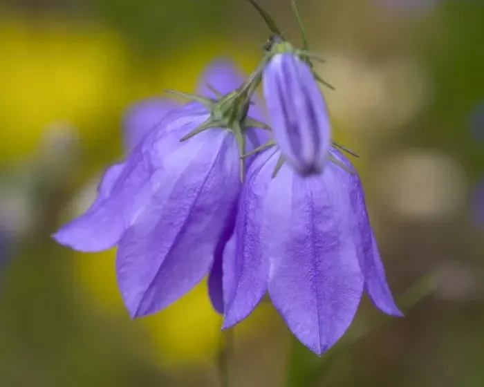 Framed Print : Mountain Harebell, Campanula Rotundifolia. A pair of blue Harebells with yellow background