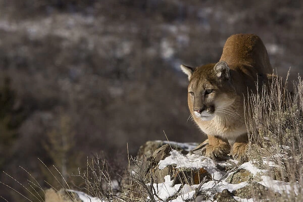 Mountain Lion, aka puma, cougar; Puma concolor, Captive wildlife model, in snow near