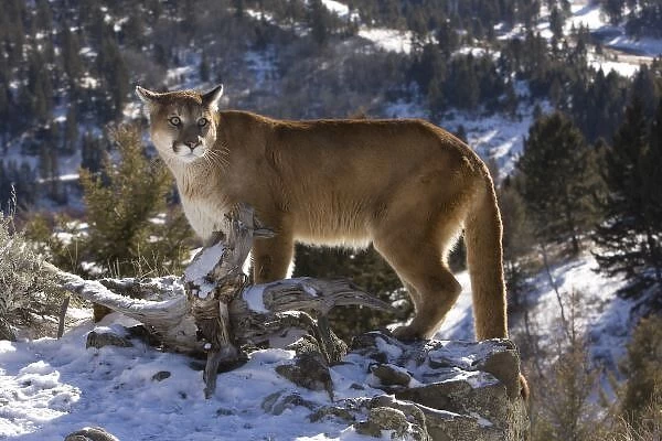 Mountain Lion, aka puma, cougar; Puma concolor, Captive wildlife model, in snow near Yellowstone NP