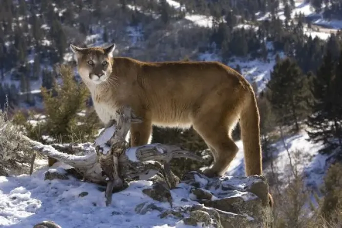 Framed Print : Mountain Lion, aka puma, cougar; Puma concolor, Captive wildlife model, in snow near Yellowstone NP Framed Print : Mountain Lion, aka puma, cougar; Puma concolor, Captive wildlife model, in snow near Yellowstone NP