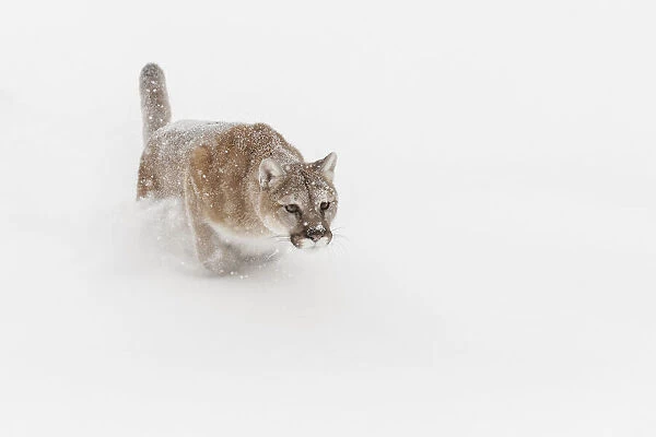 Mountain lion or cougar lunging for prey, Puma concolor), controlled situation
