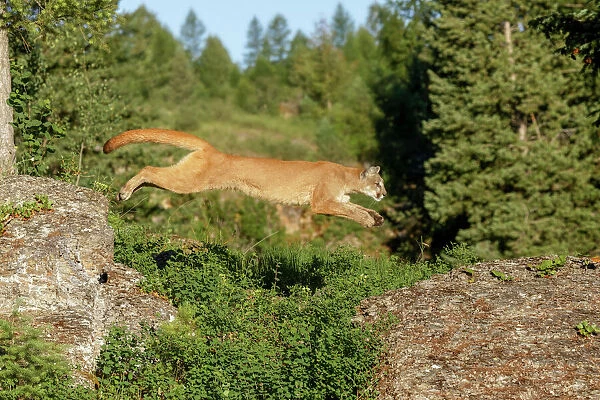 Mountain lion jumping across rocks, Puma concolor, Captive