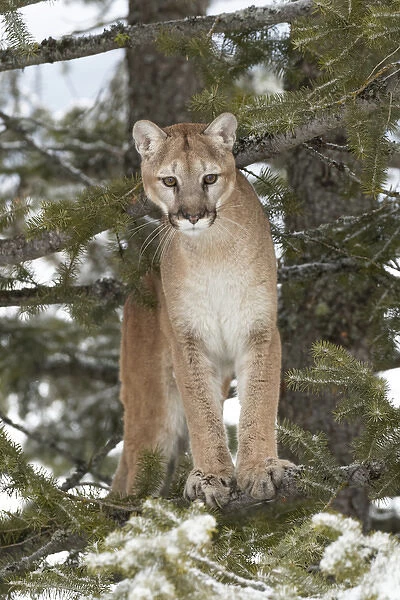 Mountain Lion in mid air jumping, (Captive) Montana Puma concolor
