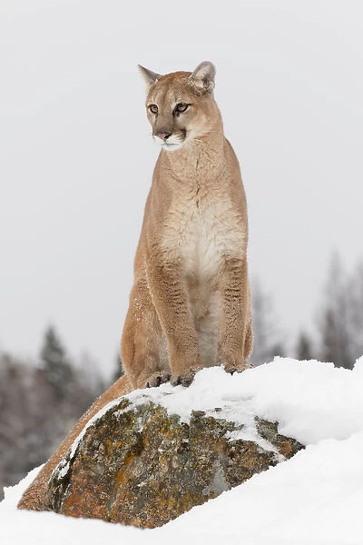 Mountain Lion in mid air jumping, (Captive) Montana Puma concolor