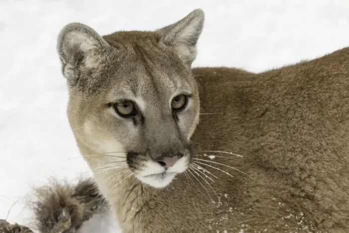 Framed Print : Mountain Lion in mid air jumping, (Captive) Montana Puma concolor