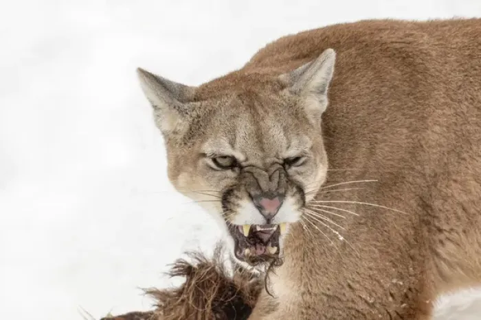 Framed Print : Mountain Lion in mid air jumping, (Captive) Montana Puma concolor Framed Print : Mountain Lion in mid air jumping, (Captive) Montana Puma concolor