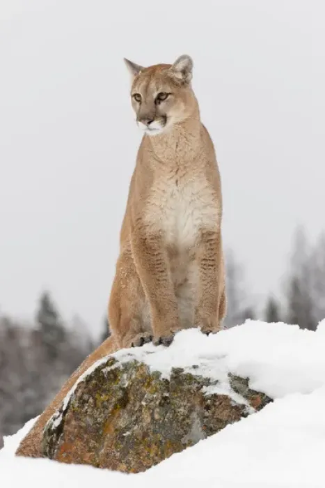 Framed Print : Mountain Lion in mid air jumping, (Captive) Montana Puma concolor Framed Print : Mountain Lion in mid air jumping, (Captive) Montana Puma concolor