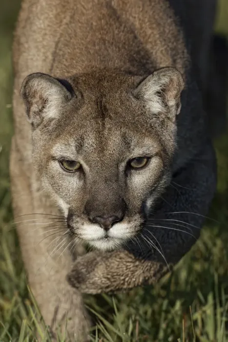 Framed Print : Mountain lion or puma Framed Print : Mountain lion or puma