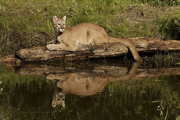 Mountain lion and reflection on pond, Kalispell, Montana controlled situation Puma