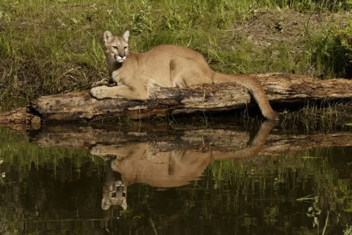 Framed Print : Mountain lion and reflection on pond, Kalispell, Montana controlled situation Puma Framed Print : Mountain lion and reflection on pond, Kalispell, Montana controlled situation Puma