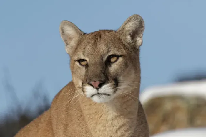 Framed Print : Mountain Lion in snow, (Captive) Montana Puma concolor Framed Print : Mountain Lion in snow, (Captive) Montana Puma concolor