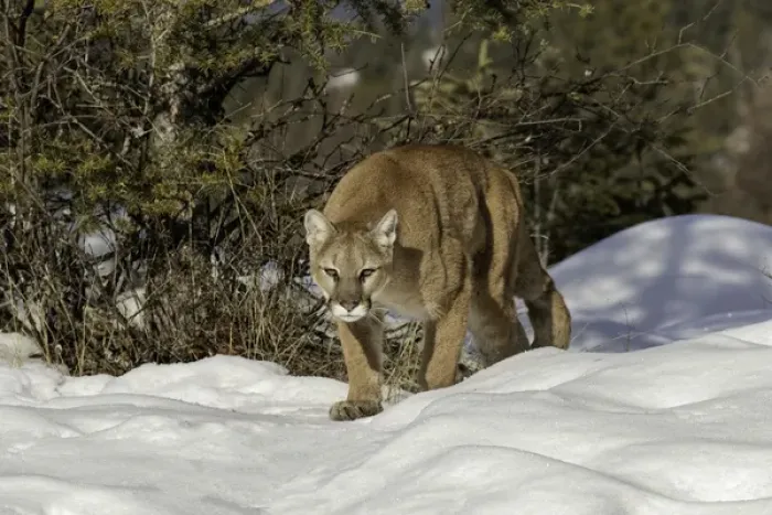 Framed Print : Mountain Lion in snow, (Captive) Montana Puma concolor Framed Print : Mountain Lion in snow, (Captive) Montana Puma concolor