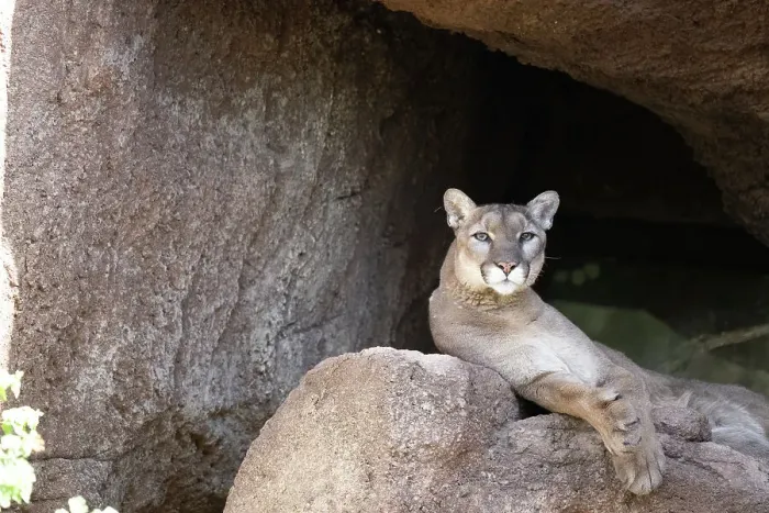 Framed Print : Mountain lion sprawls proudly at the Arizona-Sonora Desert Museum