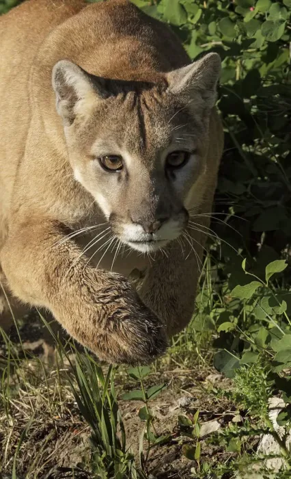 Framed Print : Mountain lion stalking, Puma concolor, Captive Framed Print : Mountain lion stalking, Puma concolor, Captive