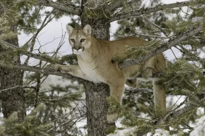 Framed Print : Mountain Lion in tree, (Captive) Montana Puma concolor Framed Print : Mountain Lion in tree, (Captive) Montana Puma concolor