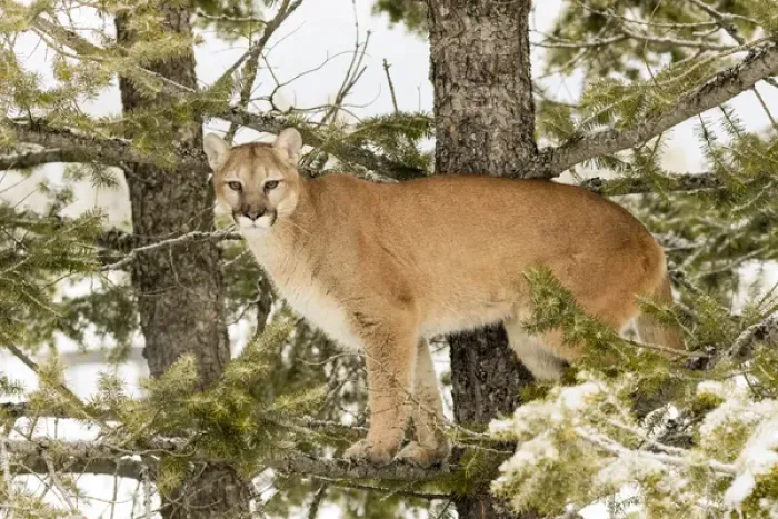 Framed Print : Mountain Lion in tree, (Captive) Montana Puma concolor Framed Print : Mountain Lion in tree, (Captive) Montana Puma concolor