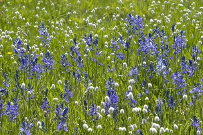 Framed Print : A mountain meadow of wildflowers including the camas lily in Valley County, Idaho Framed Print : A mountain meadow of wildflowers including the camas lily in Valley County, Idaho