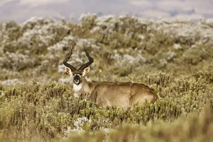 Framed Print : Mountain Nyala (Tragelaphus buxtoni) in Bale Mountains national Park Framed Print : Mountain Nyala (Tragelaphus buxtoni) in Bale Mountains national Park
