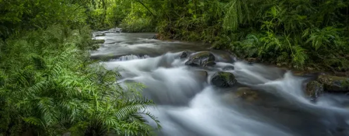 Framed Print : Mountain river. Forest interior. Bwindi Impenetrable Forest. Uganda Framed Print : Mountain river. Forest interior. Bwindi Impenetrable Forest. Uganda