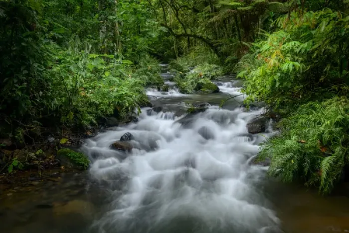 Framed Print : Mountain river. Forest interior. Bwindi Impenetrable Forest. Uganda Framed Print : Mountain river. Forest interior. Bwindi Impenetrable Forest. Uganda