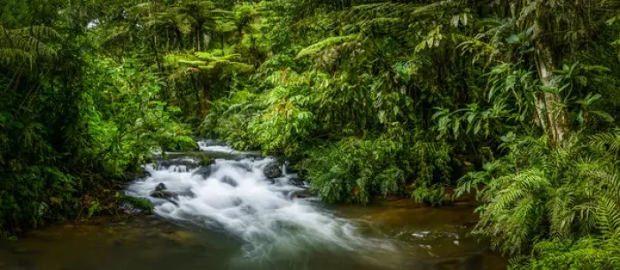 Framed Print : Mountain river. Forest interior. Bwindi Impenetrable Forest. Uganda Framed Print : Mountain river. Forest interior. Bwindi Impenetrable Forest. Uganda