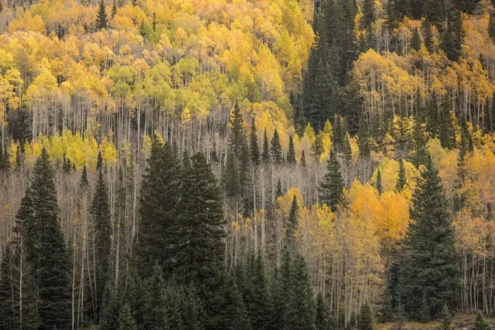Framed Print : Mountain slope of Aspen trees and evergreens in fall, Uncompahgre National Forest