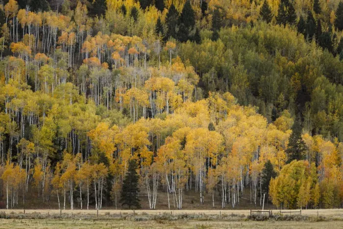 Framed Print : Mountain slope covered in autumn aspen trees, Grand Teton National Park, Wyoming