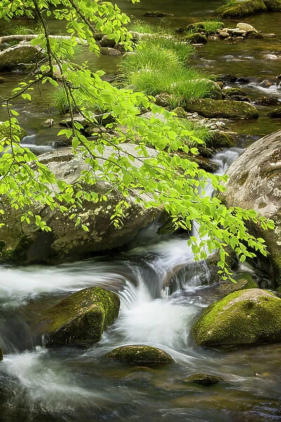 Mountain stream cascading over rocks, Great Smoky Mountains National Park, Tennessee