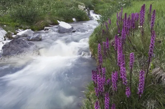 Framed Print : Mountain stream and wildflowers, Elephanthead lousewort, Elephants Head, Pedicularis groenlandica