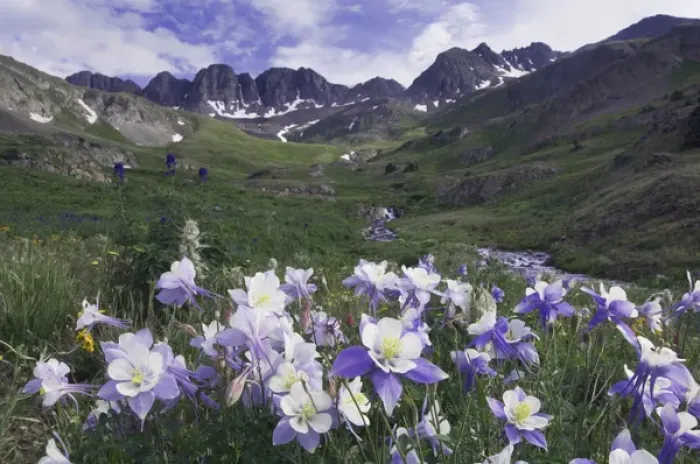Framed Print : Mountains and wildflowers in alpine meadow, Blue Columbine, Colorado Columbine, Aquilegia coerulea Framed Print : Mountains and wildflowers in alpine meadow, Blue Columbine, Colorado Columbine, Aquilegia coerulea
